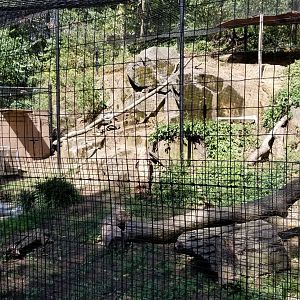 Brandywine Zoo - Bobcat