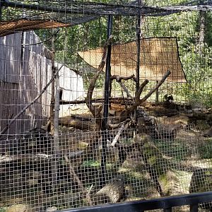 Brandywine Zoo - North American Porcupine