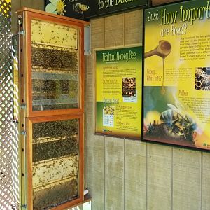 Brandywine Zoo - Italian Honey Bees