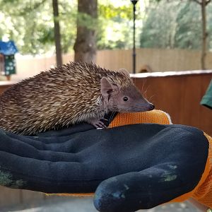 Brandywine Zoo - Tenrec ambassador animal