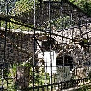 Brandywine Zoo - Serval from side