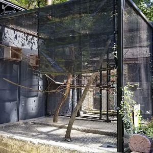 Brandywine Zoo - Golden Lion Tamarins from side