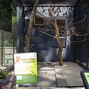 Brandywine Zoo - Golden Lion Tamarins, left enclosure