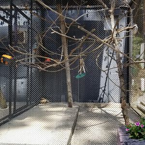 Brandywine Zoo - Golden Lion Tamarins, right enclosure
