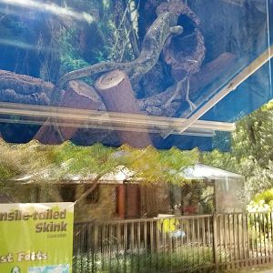 Brandywine Zoo - Prehensile-tailed Skink