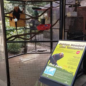 Brandywine Zoo - Golden-headed Lion Tamarin