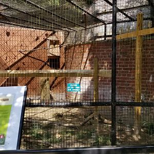 Brandywine Zoo - Virginia Opossum