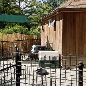Brandywine Zoo - Bennett's Wallaby