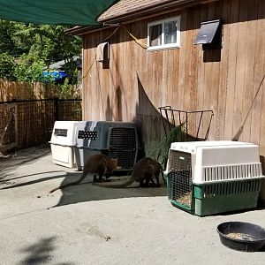 Brandywine Zoo - Bennett's Wallaby