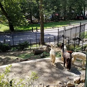 Brandywine Zoo - Llamas, from right of viewing platform
