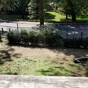Brandywine Zoo - Llamas, from center of platform