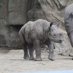 Black Rhino Calf