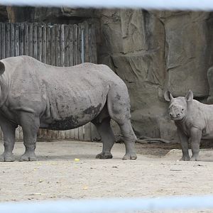 Black Rhino Mom and Calf