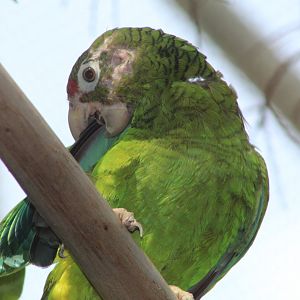 Puerto Rican Parrot