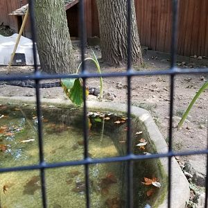 Brandywine Zoo - American Alligators