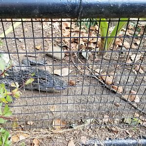 Brandywine Zoo - American Alligators