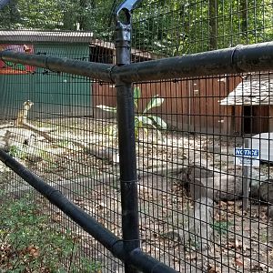 Brandywine Zoo - American Alligators