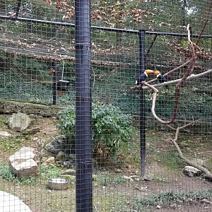 Brandywine Zoo - Aviary, Toco Toucans