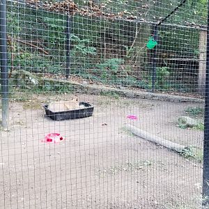 Brandywine Zoo - Aviary, Capybara