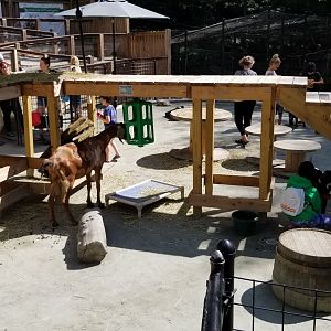 Brandywine Zoo - new goat area