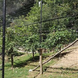Brandywine Zoo - Bald Eagles and Ravens