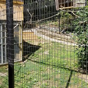 Brandywine Zoo - Bald Eagles and Ravens