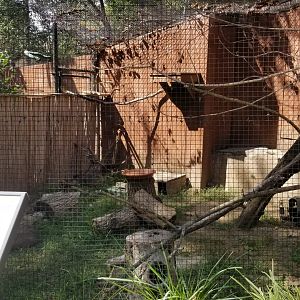 Brandywine Zoo - Burrowing Owls