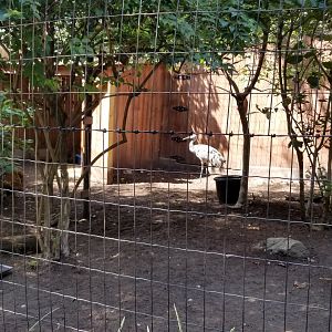 Brandywine Zoo - Sandhill Crane