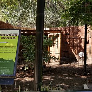 Brandywine Zoo - Sandhill Crane