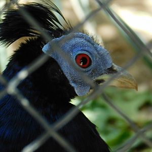 Crested Fireback