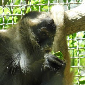 Geoffrey’s Spider Monkey