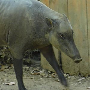 Babirusa