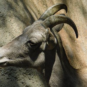 Desert Bighorn Sheep