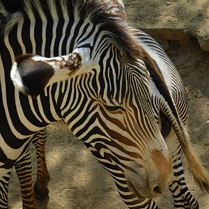 Grevy’s Zebra