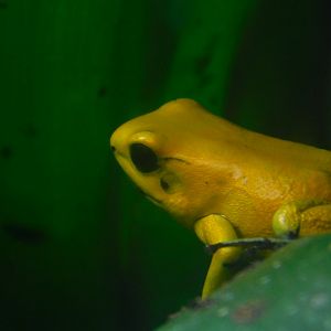 Golden Poison Frog