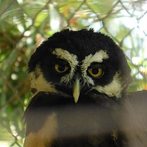 Spectacled Owl