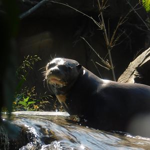 Giant River Otter