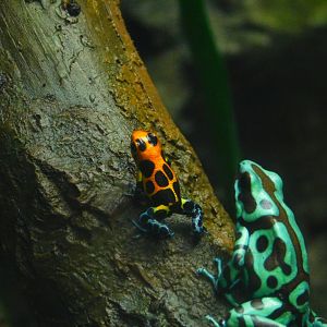 Green And Black Poison Frog and Mimic Poison Frog