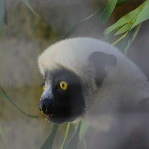 Coquerel’s Sifaka