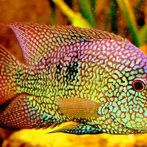 Lowland cichlid; Stuttgart; 5th September 2019