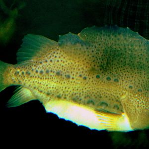 Lumpsucker; Stuttgart; 5th September 2019