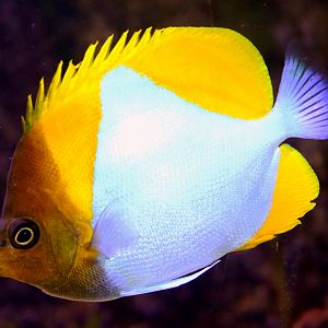 Pyramid butterfly fish; Stuttgart; 5th September 2019
