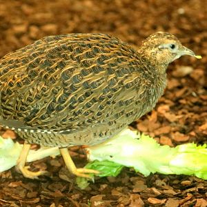 Chilean tinamou; Stuttgart; 5th September 2019