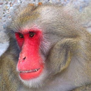 Japanese macaque; Stuttgart; 5th September 2019