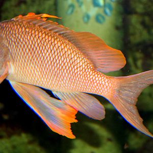 Swallowtail sea perch; Stuttgart; 5th September 2019