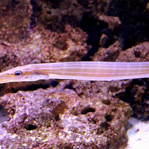 Chinese trumpetfish; Stuttgart; 5th September 2019