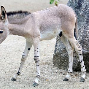 Young Somali wild ass; Stuttgart; 5th September 2019
