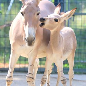 Somali wild ass with foal; Stuttgart; 5th September 2019