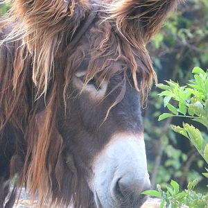 Poitou donkey; Stuttgart; 5th September 2019