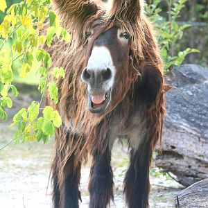 Poitou donkey; Stuttgart; 5th September 2019